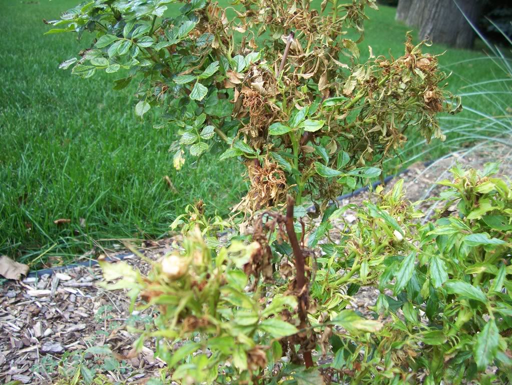 herbicide damage